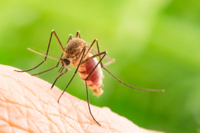 mit o malarii
