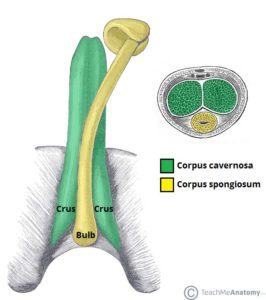 Anatomia penisa (źródło: Teach Me Anatomy)
