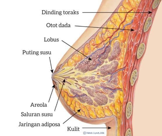 anatomia piersi