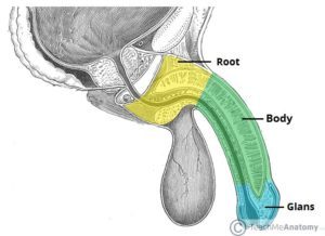 Anatomia widoku bocznego penisa (źródło: Teach Me Anatomy)