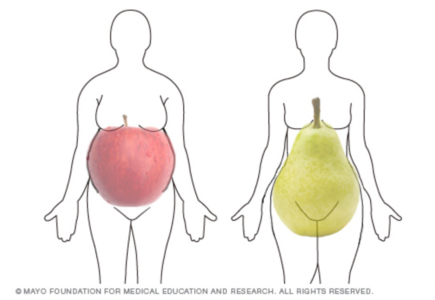 kształt ciała jabłek i gruszek