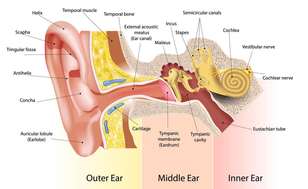 część ucha