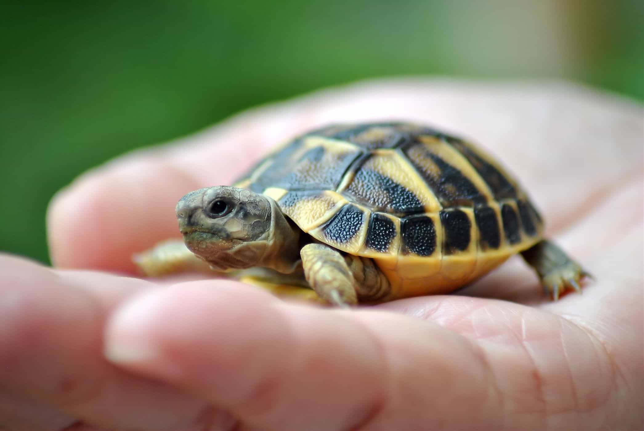 utrzymywanie żółwi zwiększa ryzyko zakażenia salmonellą