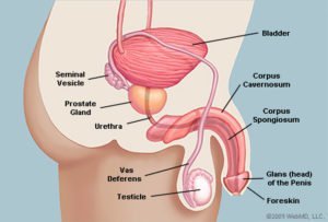Anatomia penisa wygląda na boki (źródło: WebMD)