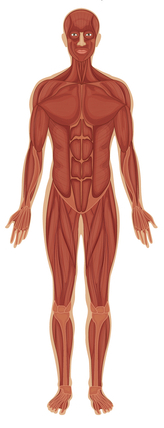 układ mięśniowy