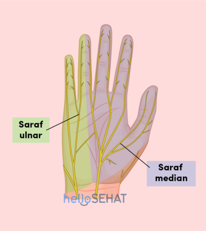 obraz dłoni - mediana nerwu łokciowego