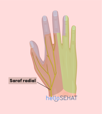 obraz dłoni - nerw promieniowy